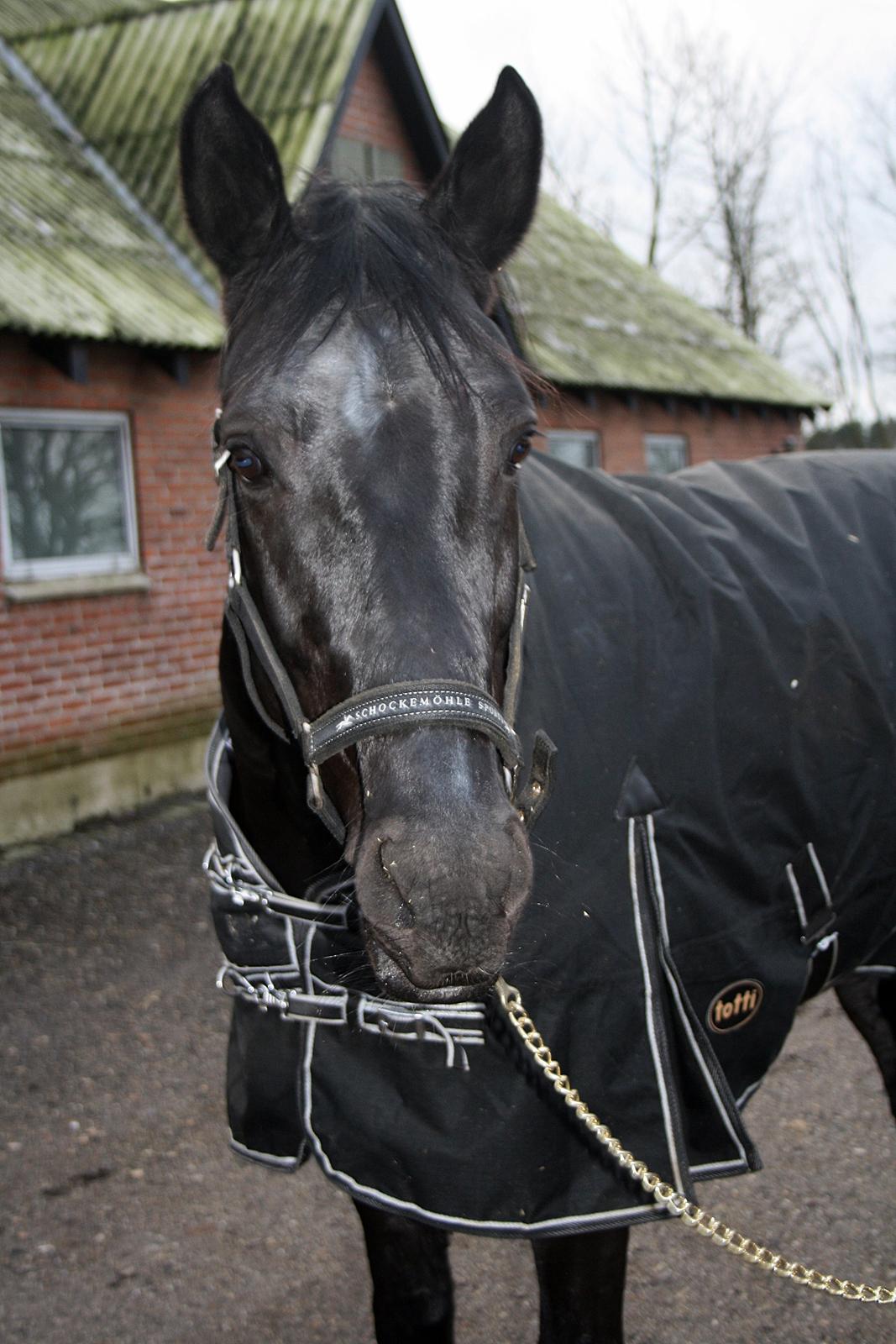 Dansk Varmblod Skovlunds Pablo Z - åhh billede 14