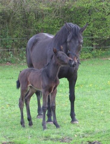 Dansk Varmblod Skovlunds Pablo Z - Pablo som baby sammen med sin mor :) billede 16