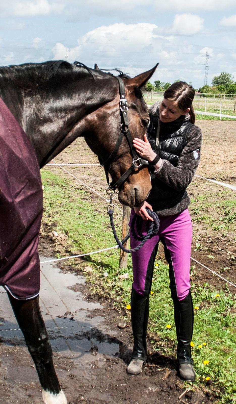 Hollandsk Varmblod Annika - Nyder lidt nus når man blir hentet ind fra fold billede 33