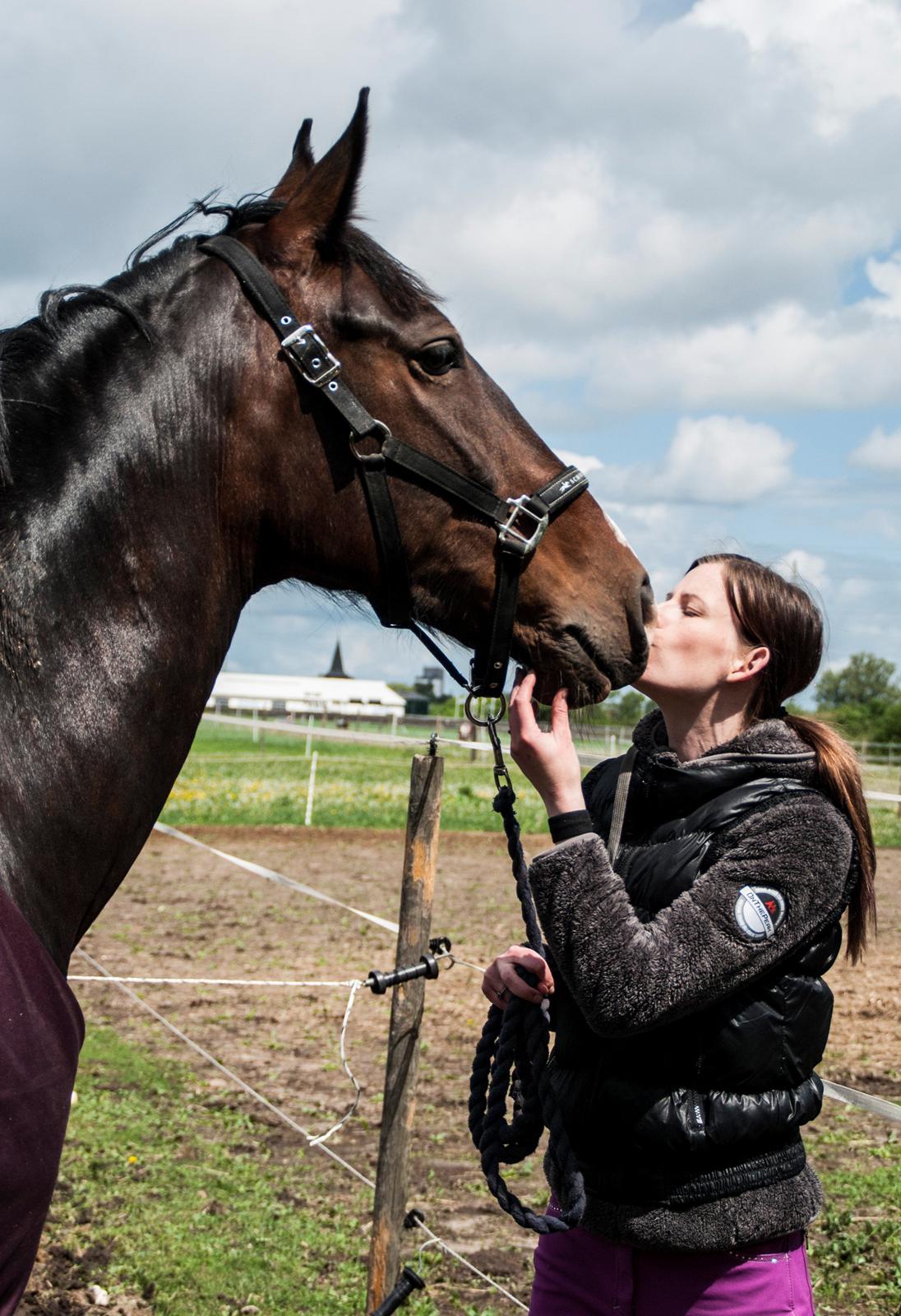 Hollandsk Varmblod Annika - Ægte kærlighed billede 29