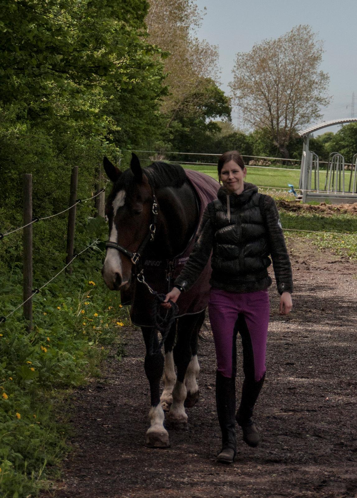 Hollandsk Varmblod Annika billede 34