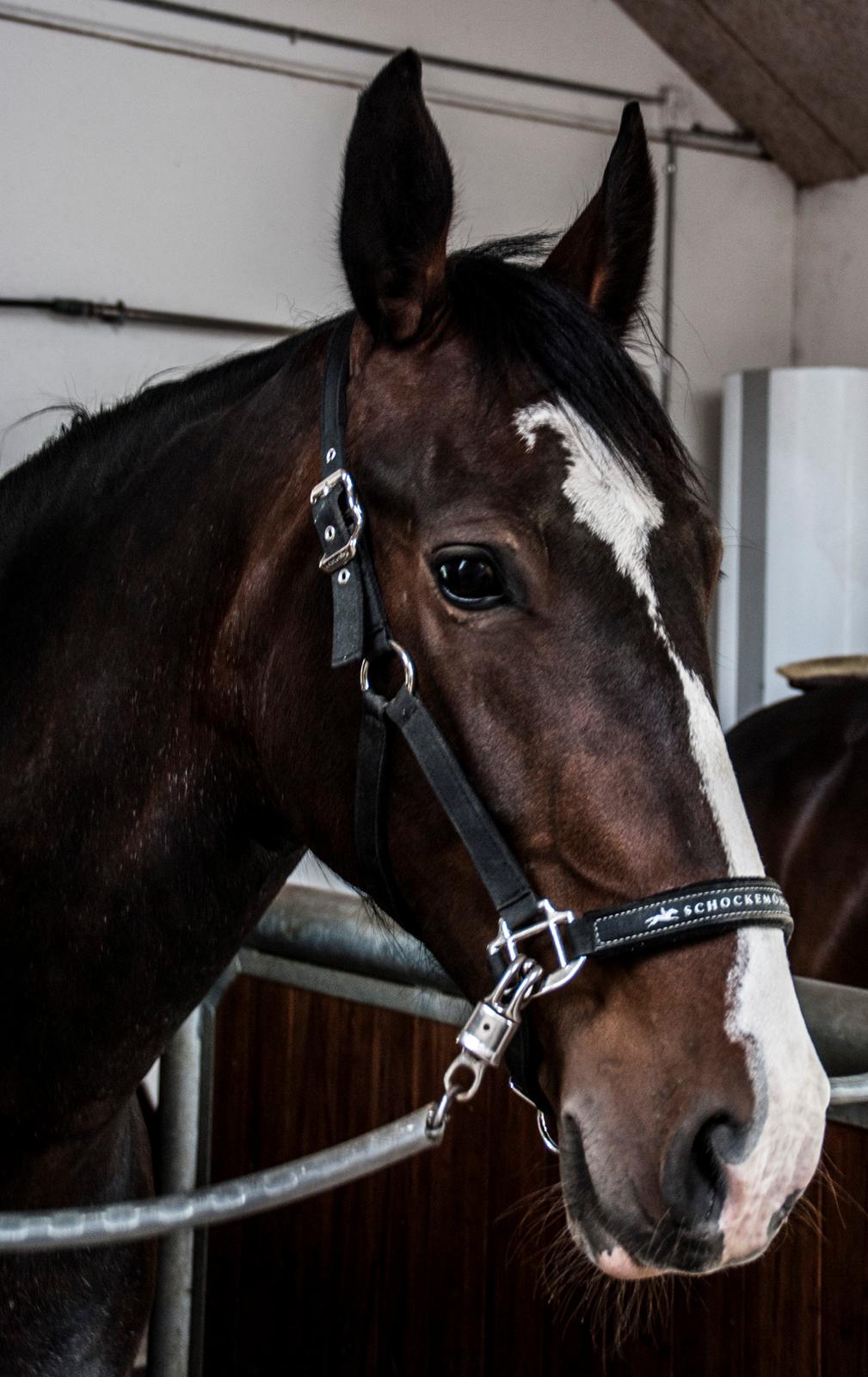 Hollandsk Varmblod Annika billede 31