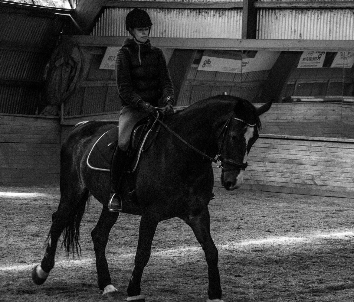 Hollandsk Varmblod Annika - Tredje gang vi træner. billede 35