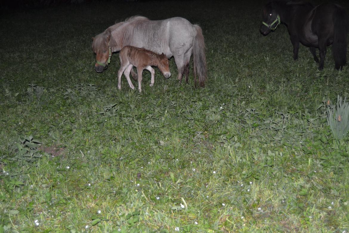 Shetlænder Trine billede 3