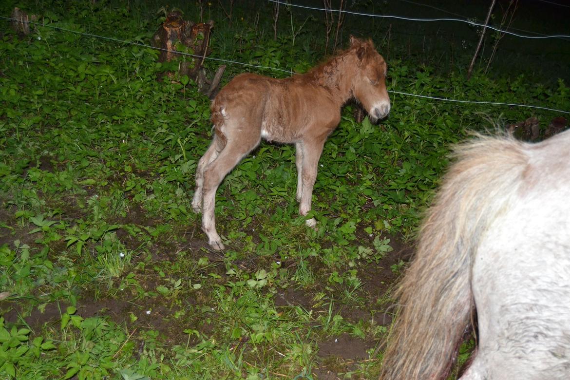 Shetlænder Trine billede 4