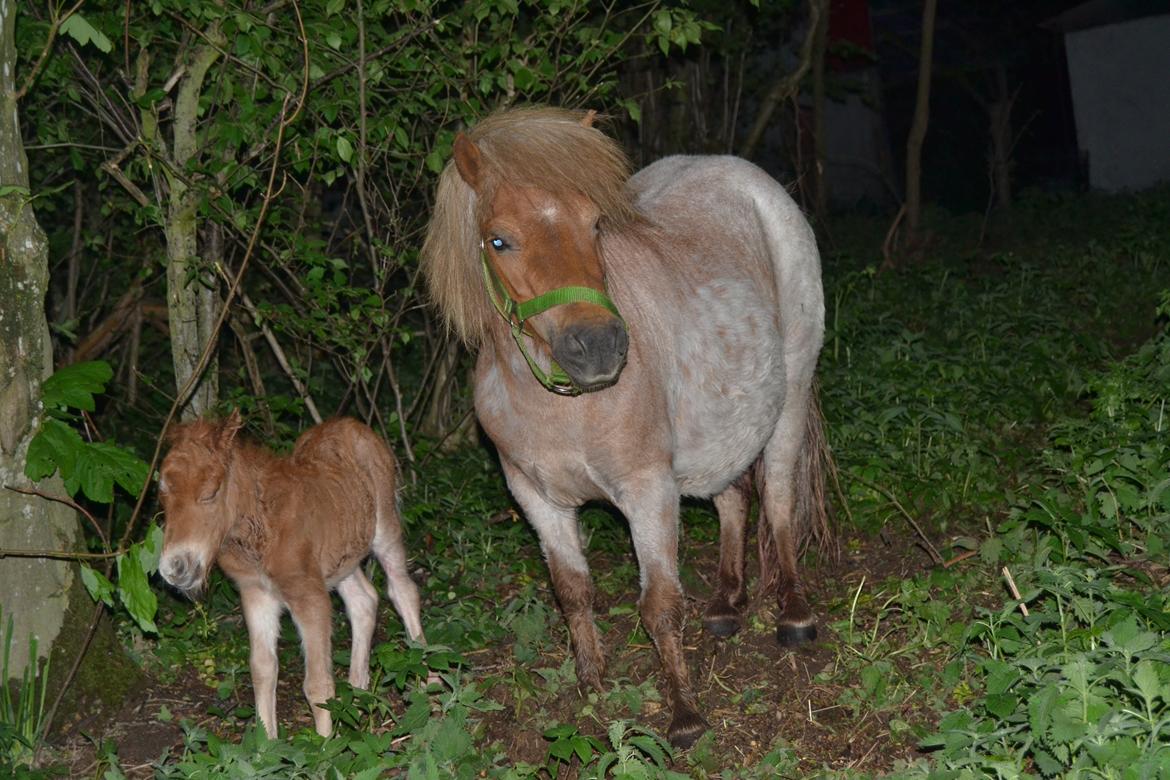 Shetlænder Trine billede 5