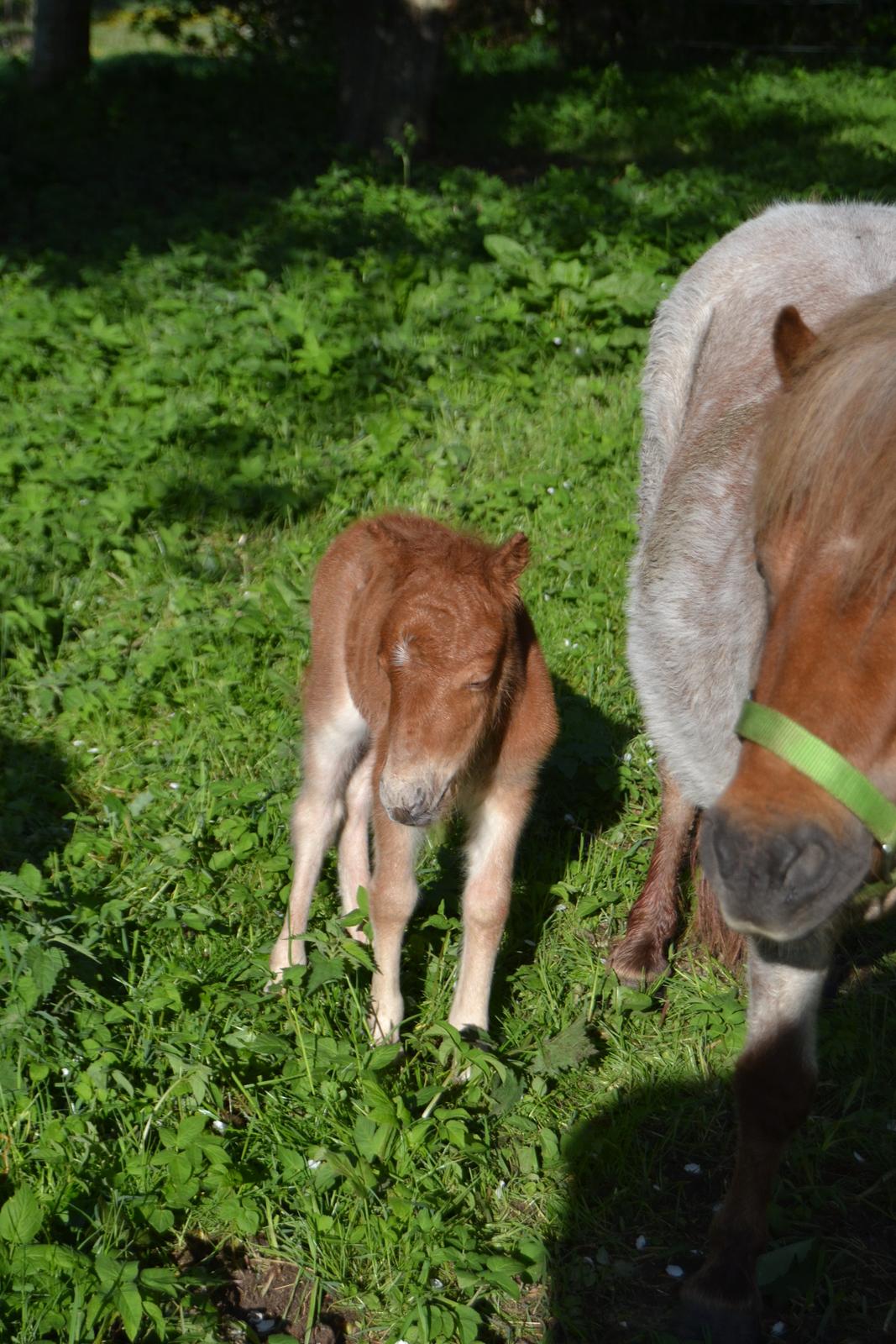 Shetlænder Trine billede 7