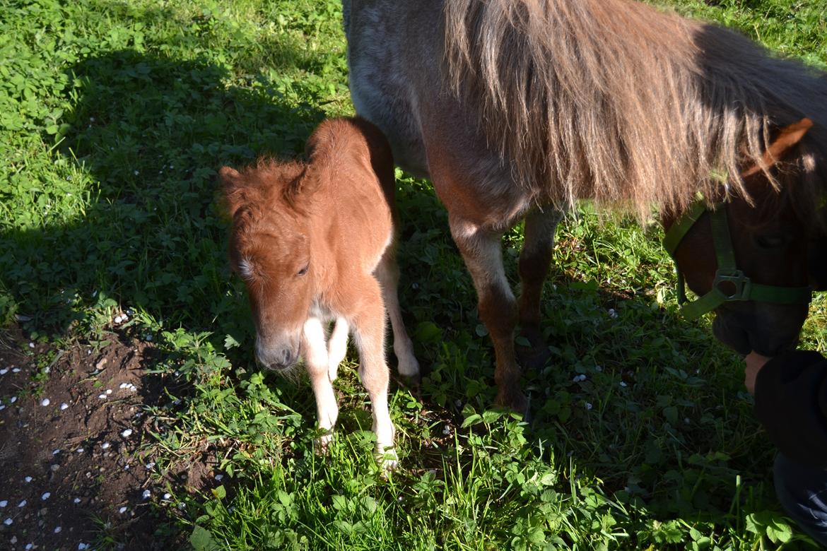 Shetlænder Trine billede 8