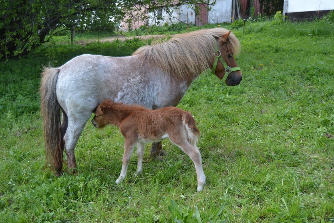 Shetlænder Trine billede 10