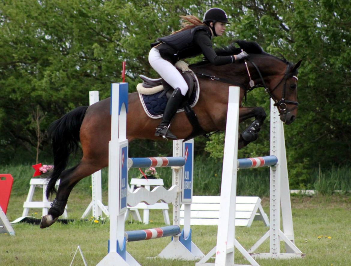 Tysk Sportspony Sultan - Bøllen i MB** i løgstør:* billede 2