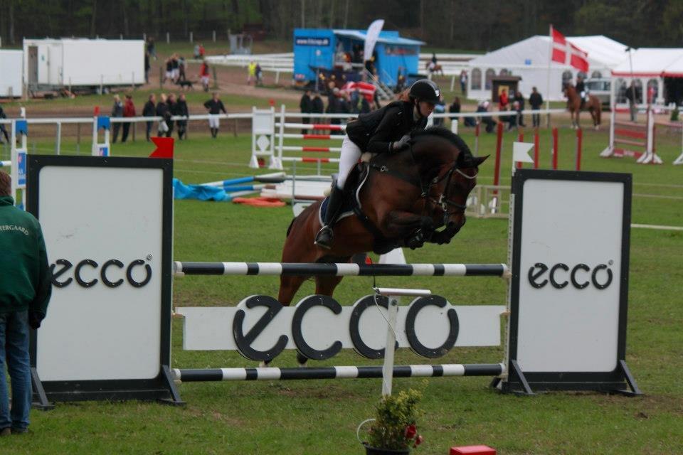 Tysk Sportspony Sultan - Bøllen i MB på mors:* billede 7