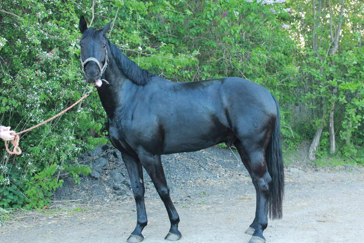 Oldenborg Sorél af Dano - Flot tunge ;-)
Taget maj 2013. billede 8