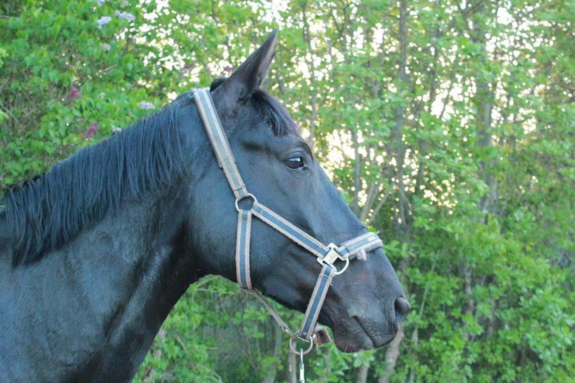 Oldenborg Sorél af Dano - Profil :-)
Taget maj 2013. billede 16