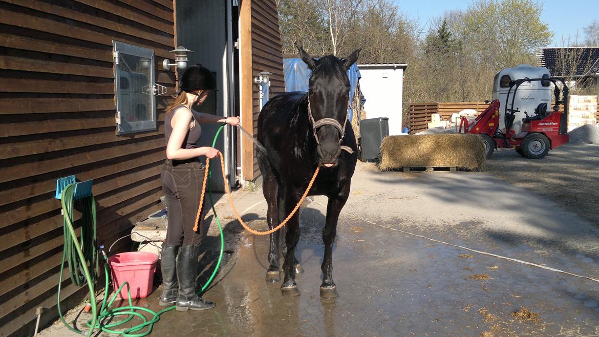 Oldenborg Sorél af Dano - Søøøød <3
... den tunge dér..
Taget maj 2013.  billede 17