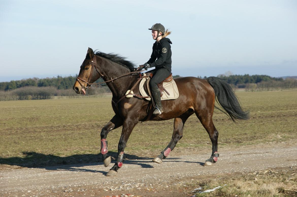 Zangersheide D. Chriesafie Z billede 3