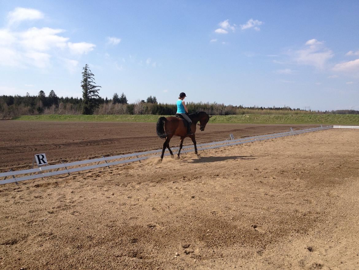 Dansk Varmblod Van Light - Min 3. ride tur på ham! Der komme flere billeder så snart de er taget!  billede 1