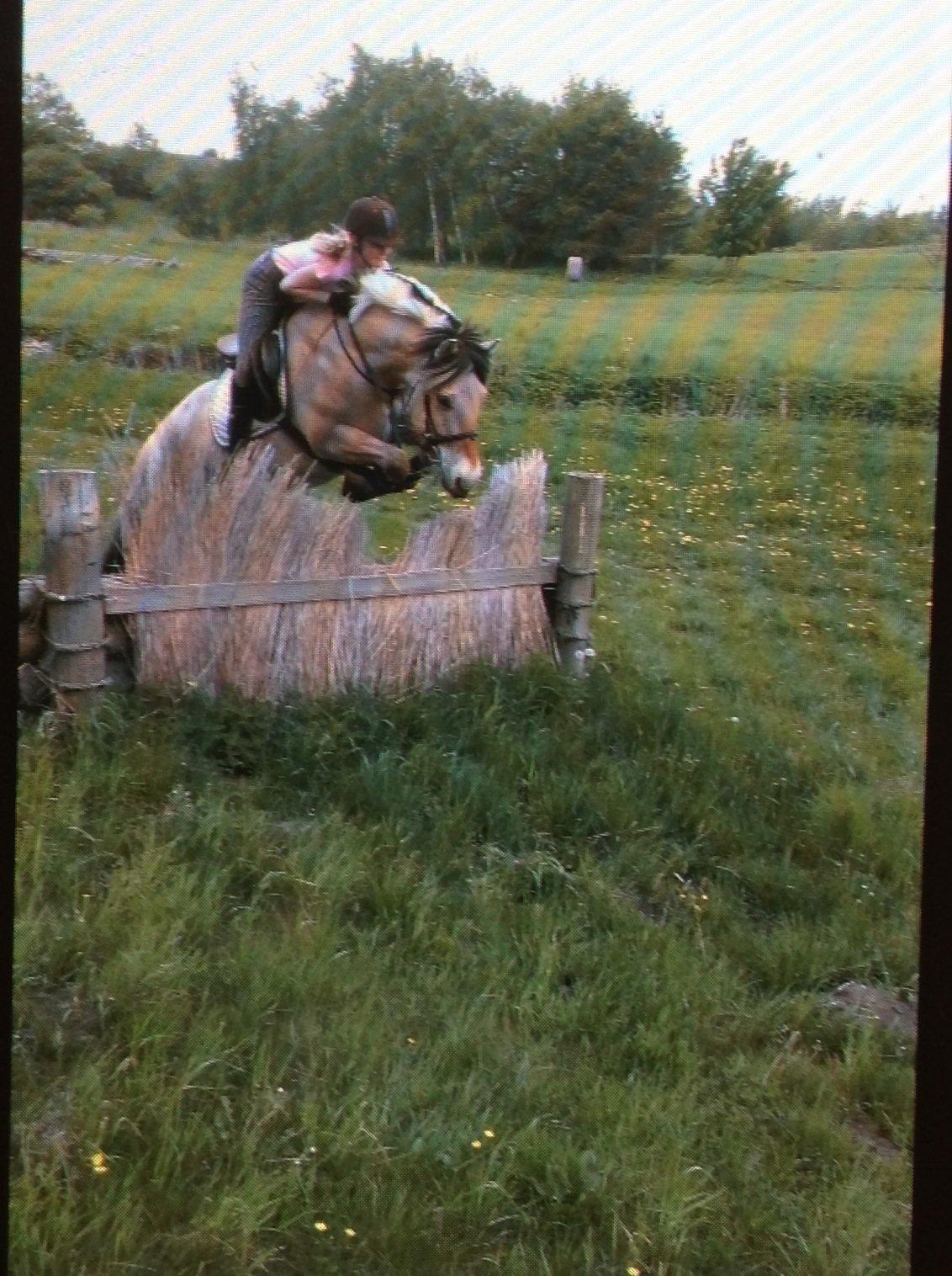 Fjordhest Hagbard Skellerød (Nu en Engel) R.I.P - Military. billede 7