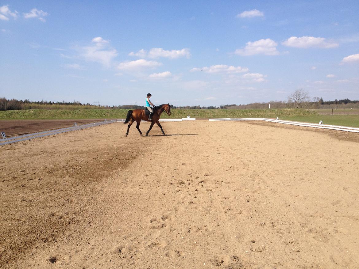 Dansk Varmblod Van Light billede 2