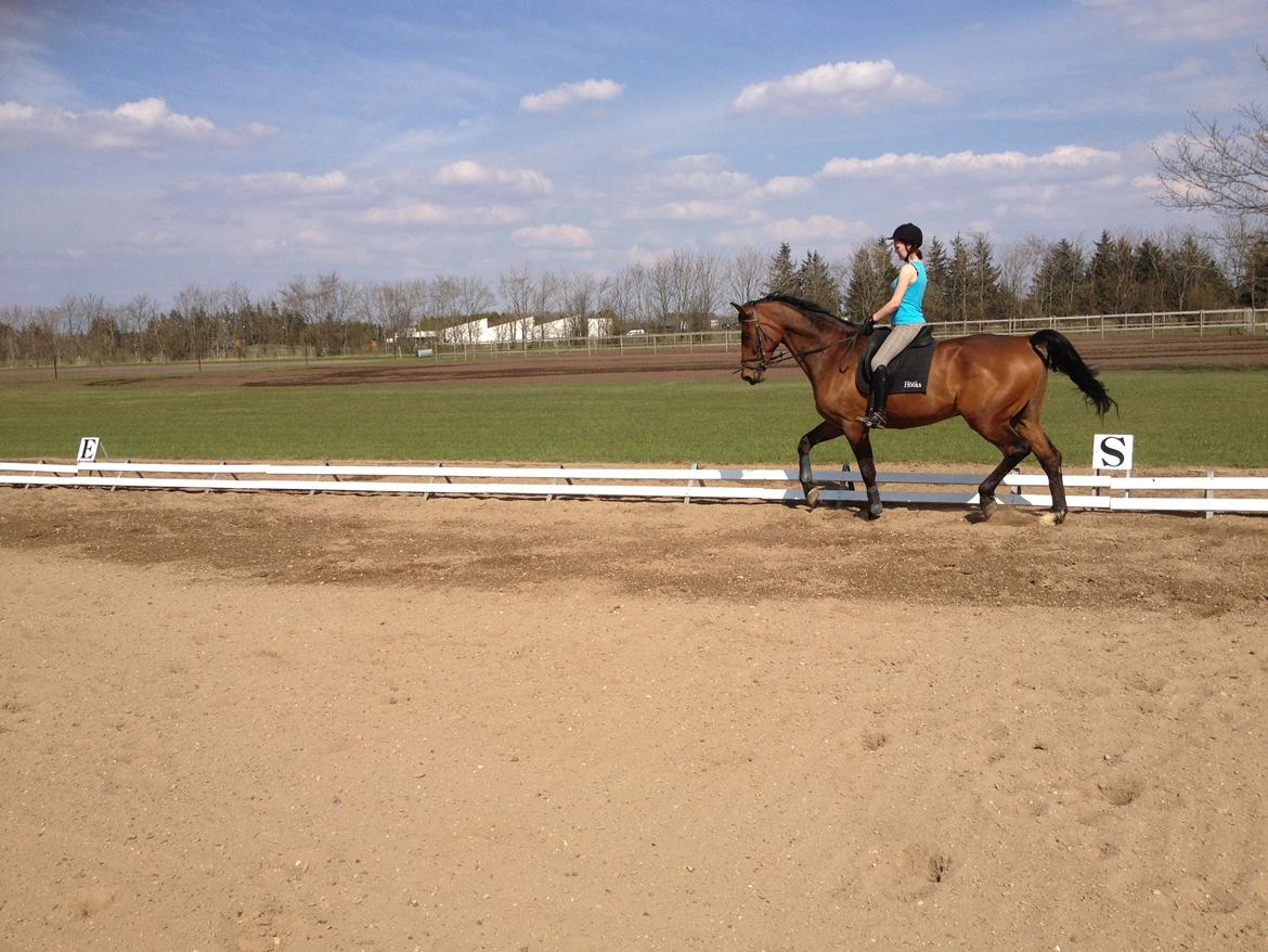 Dansk Varmblod Van Light billede 4