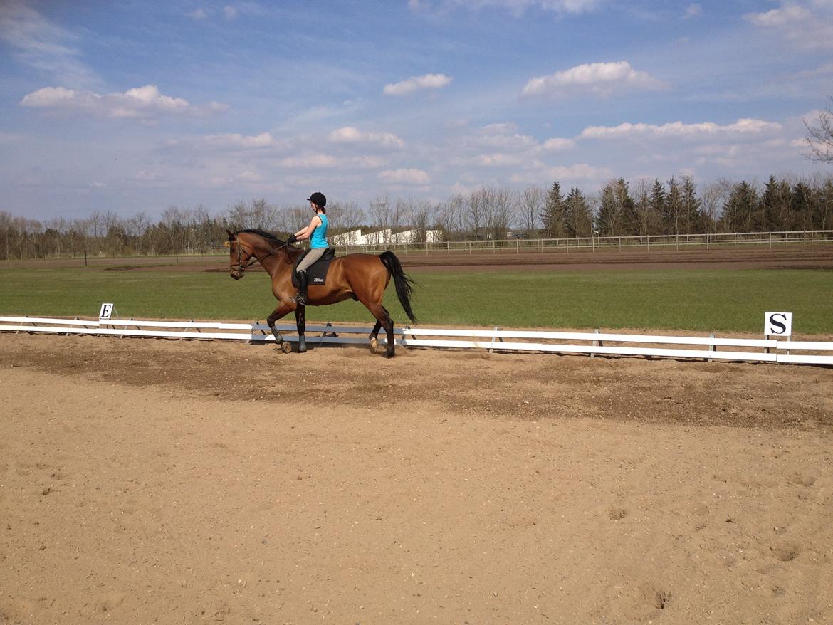 Dansk Varmblod Van Light billede 6