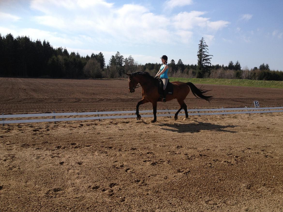 Dansk Varmblod Van Light billede 7