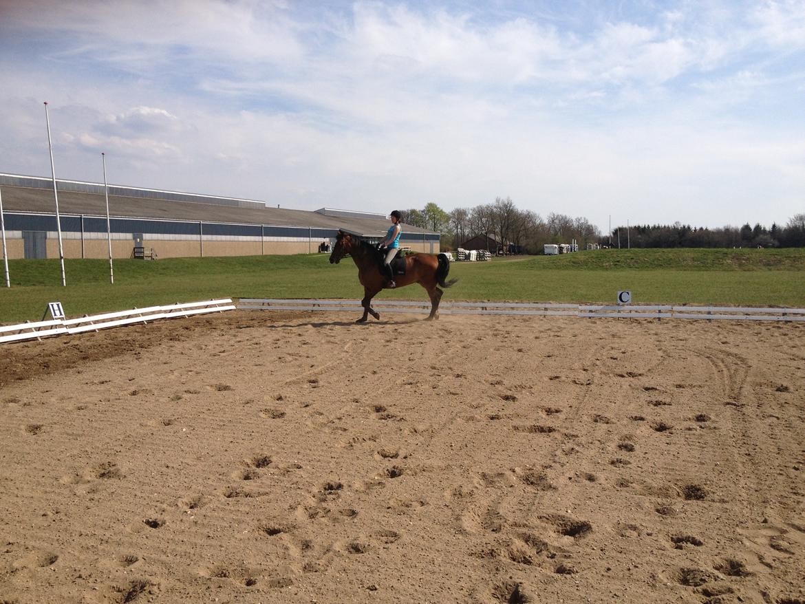 Dansk Varmblod Van Light billede 8