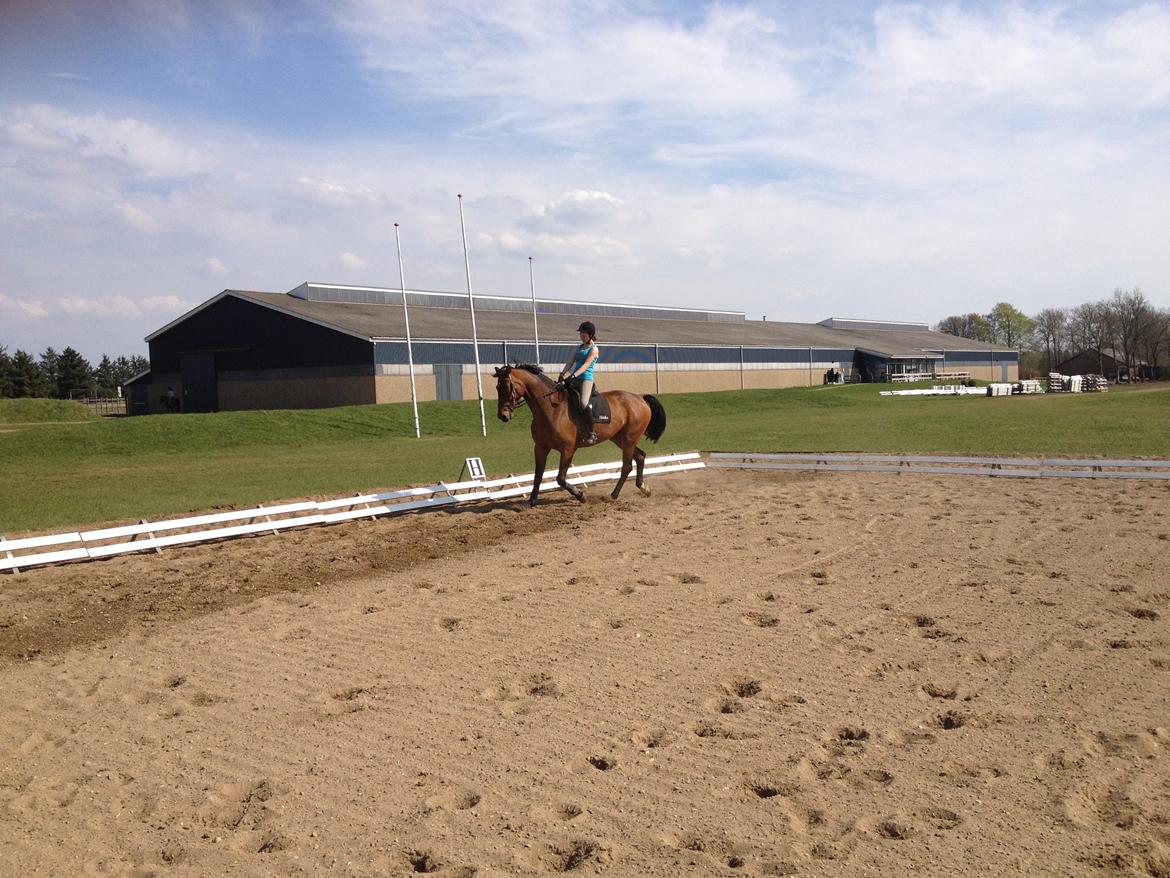 Dansk Varmblod Van Light billede 9