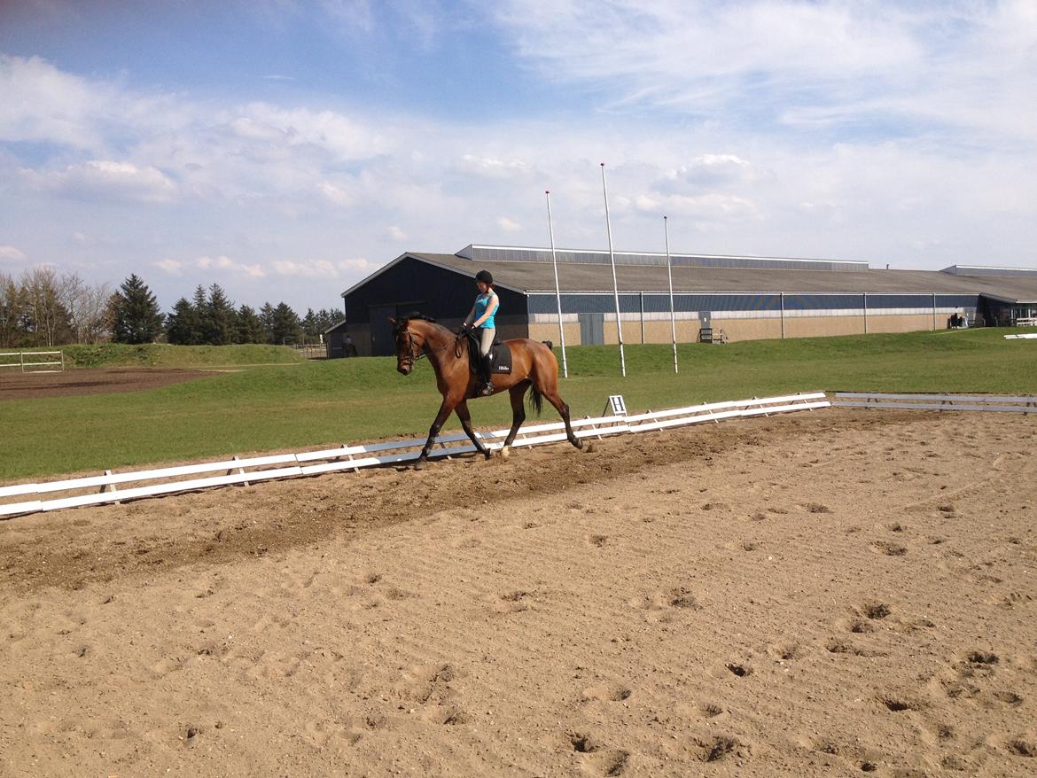 Dansk Varmblod Van Light billede 10