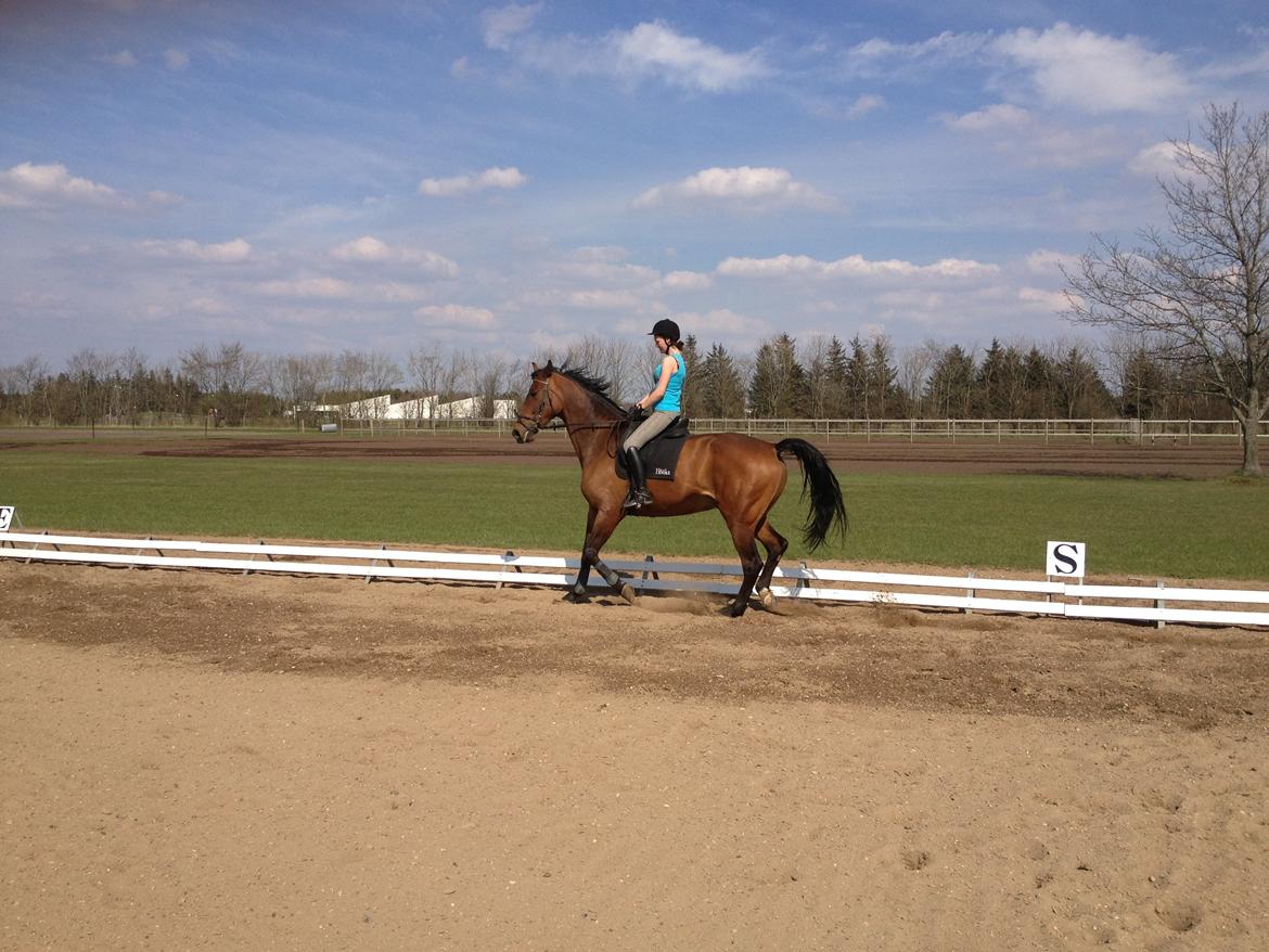 Dansk Varmblod Van Light billede 11