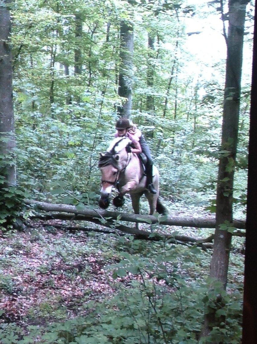 Fjordhest Hagbard Skellerød (Nu en Engel) R.I.P - Dygtig dreng. Go det er han. billede 8