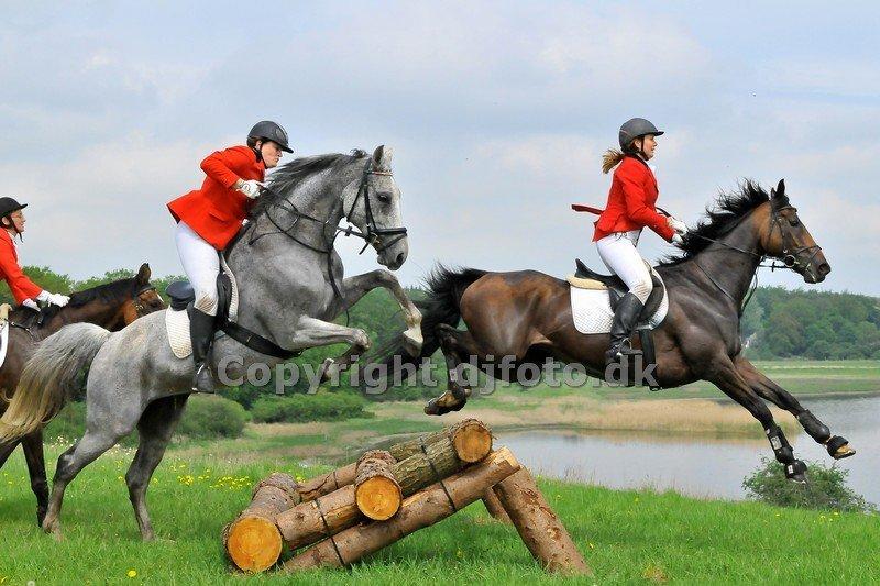 Fuldblod (XX) Pistoleiro billede 12