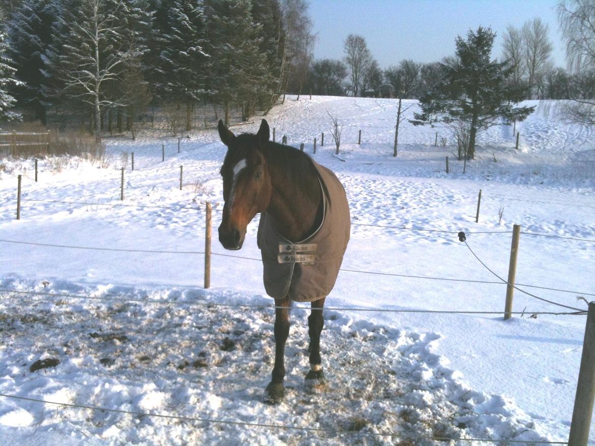 Fuldblod (XX) Pistoleiro billede 22