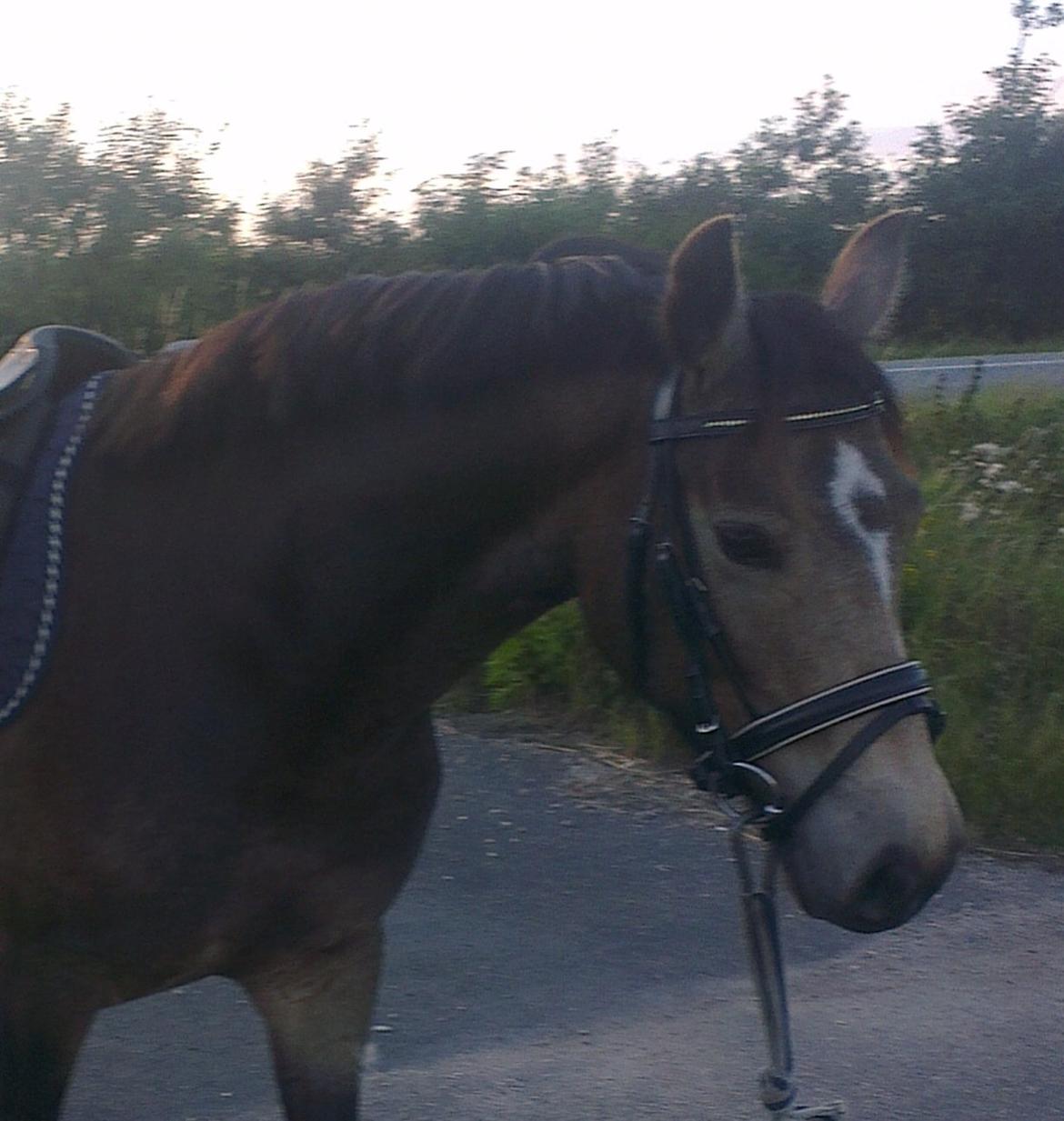 DSP Marielunds Fleue Delis billede 1