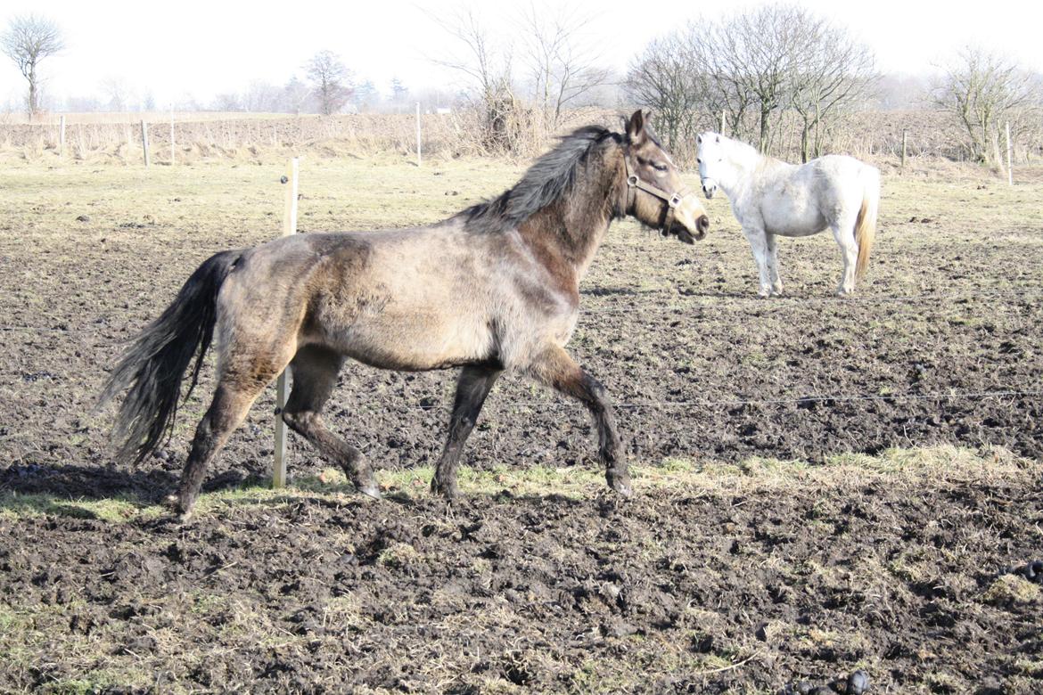DSP Marielunds Fleue Delis - unghest med vinterpels billede 2