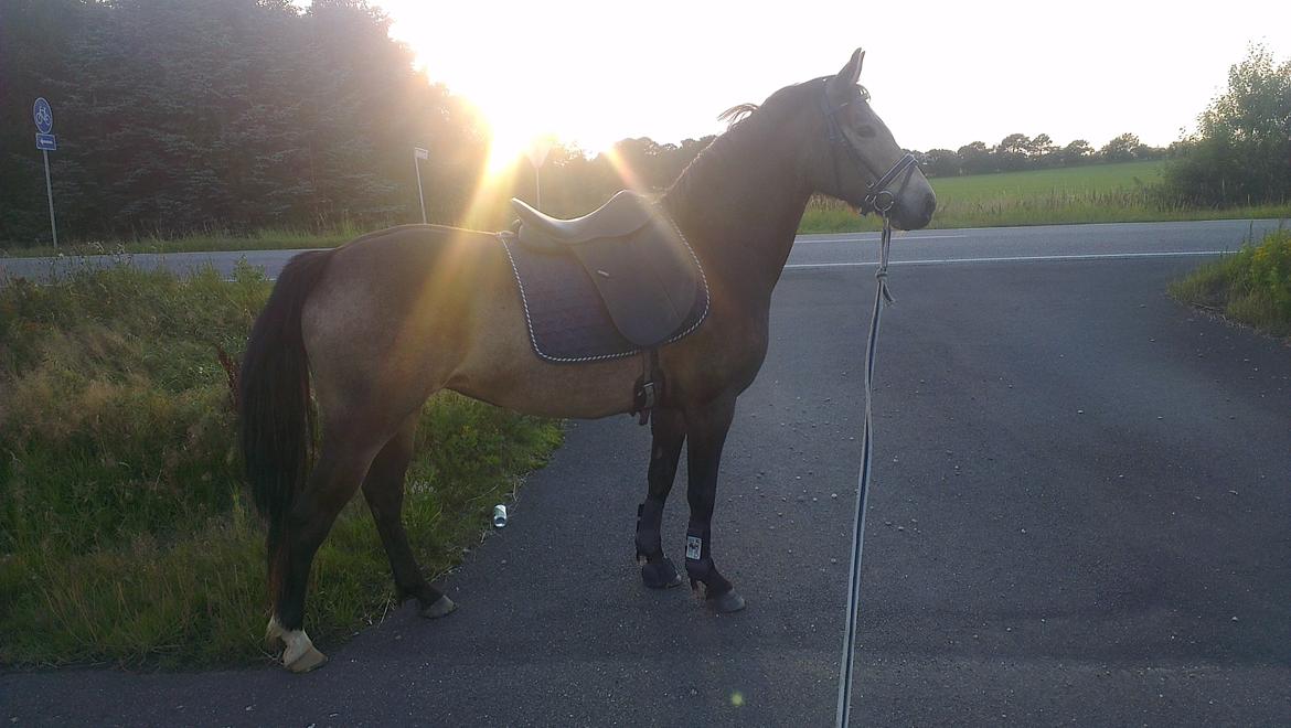 DSP Marielunds Fleue Delis billede 3