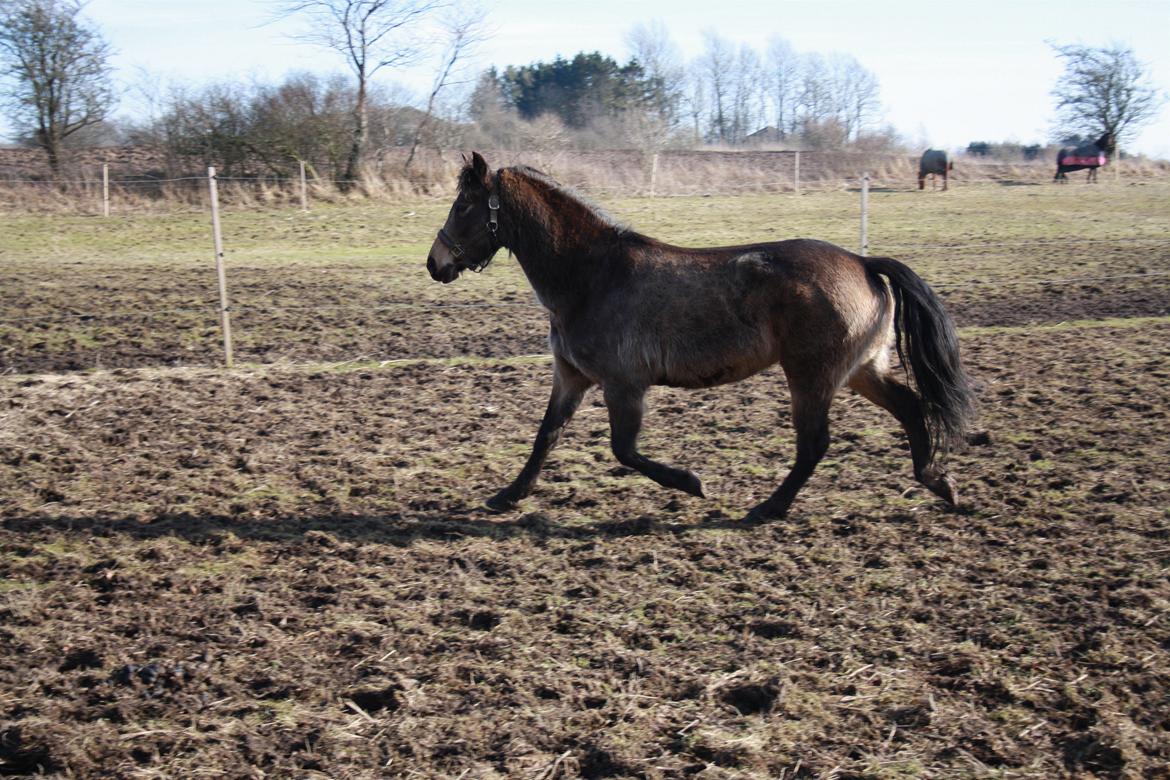 DSP Marielunds Fleue Delis billede 4