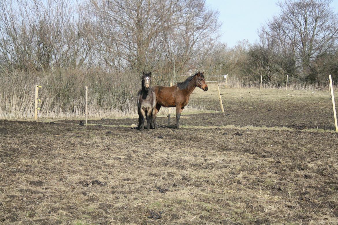 DSP Marielunds Fleue Delis billede 5