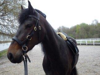 Barockpinto Gazella Frieserly billede 10