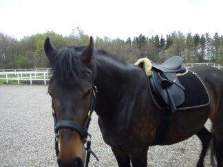 Barockpinto Gazella Frieserly billede 11