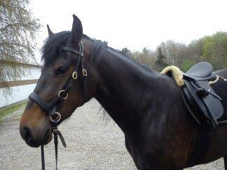 Barockpinto Gazella Frieserly billede 12