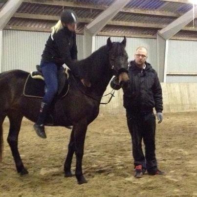 Barockpinto Gazella Frieserly billede 13