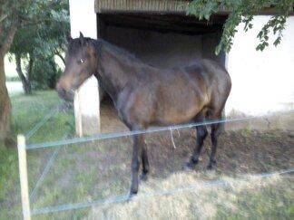 Barockpinto Gazella Frieserly billede 14