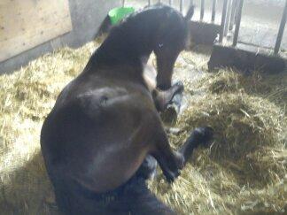 Barockpinto Gazella Frieserly billede 16