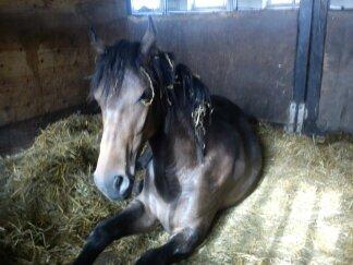 Barockpinto Gazella Frieserly billede 17