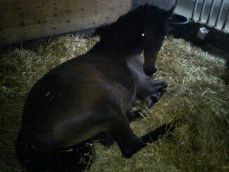 Barockpinto Gazella Frieserly billede 18