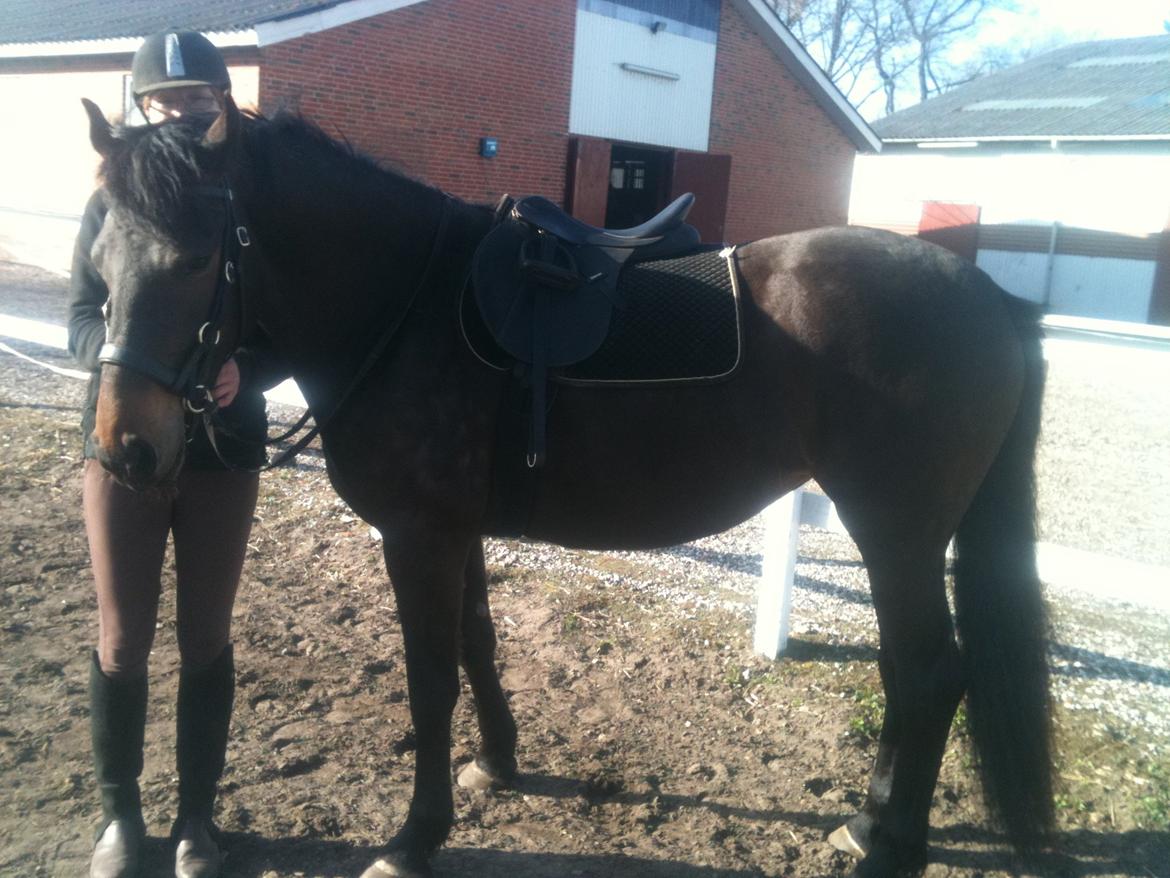 Barockpinto Gazella Frieserly billede 20