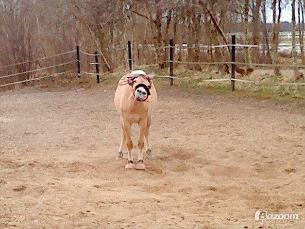 Fjordhest Gypsi (Dibsi) billede 12