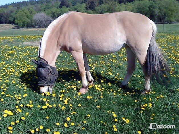 Fjordhest Gypsi (Dibsi) billede 14