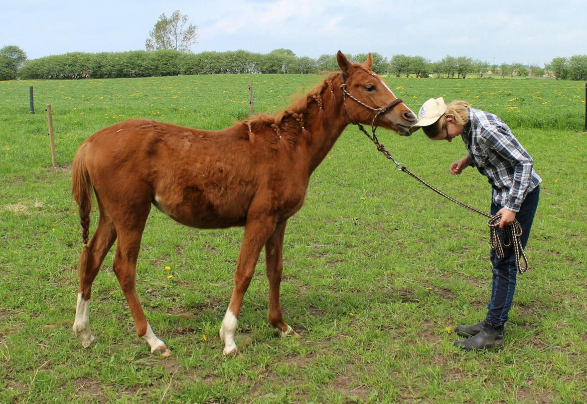 Arabisk fuldblod (OX) Stald Munkholm's Sheeba - Sheeba tager kasketten af mit hoved <3 19 maj 2013 billede 19