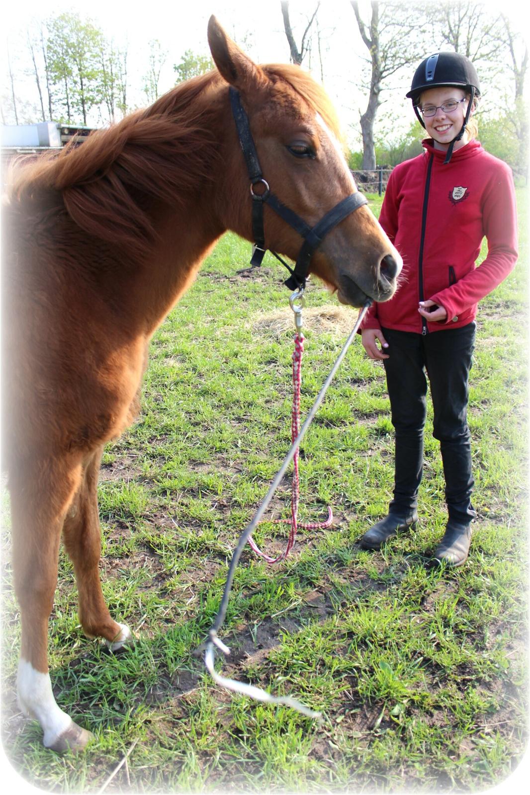 Arabisk fuldblod (OX) Stald Munkholm's Sheeba - Sheeba samler pisken op fra jorden:-)  billede 20